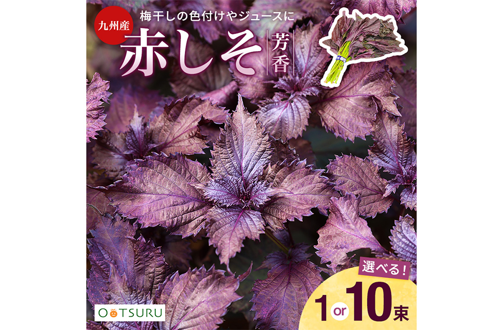 九州産 赤しその制作実績メイン画像